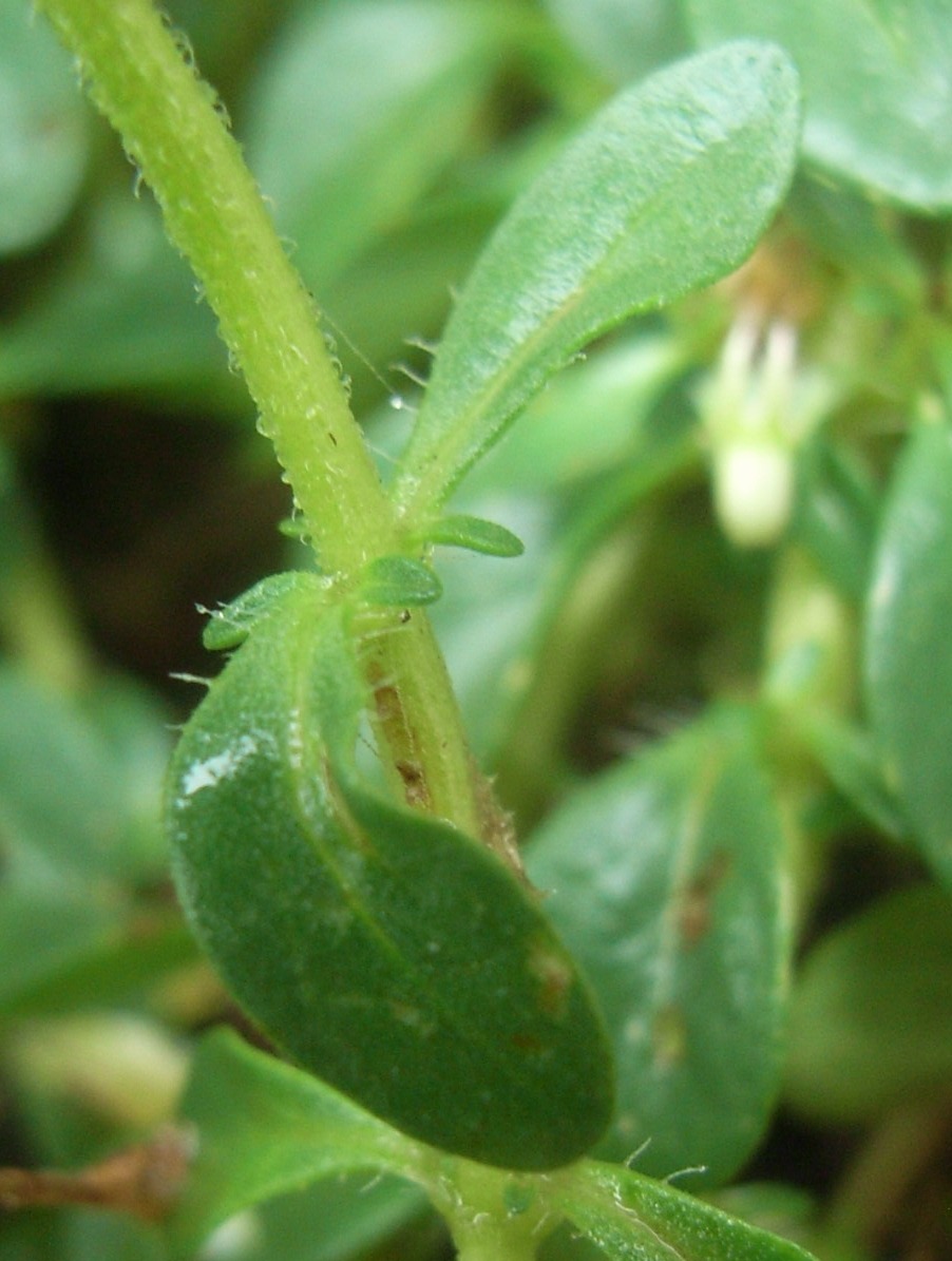 Thymus vulgaris / Timo maggiore